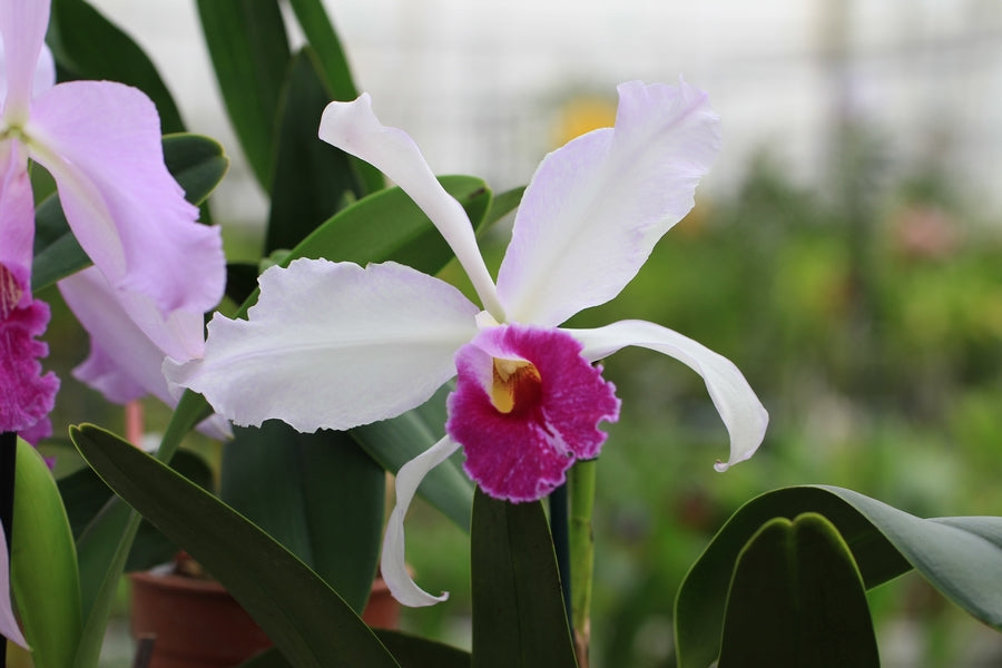 Cultiver les Cattleya