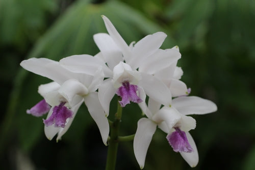 Cattleya intermedia coerulea