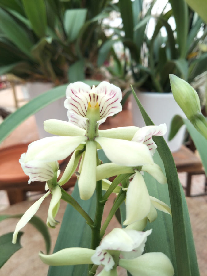 Fleus d'Encyclia radiata