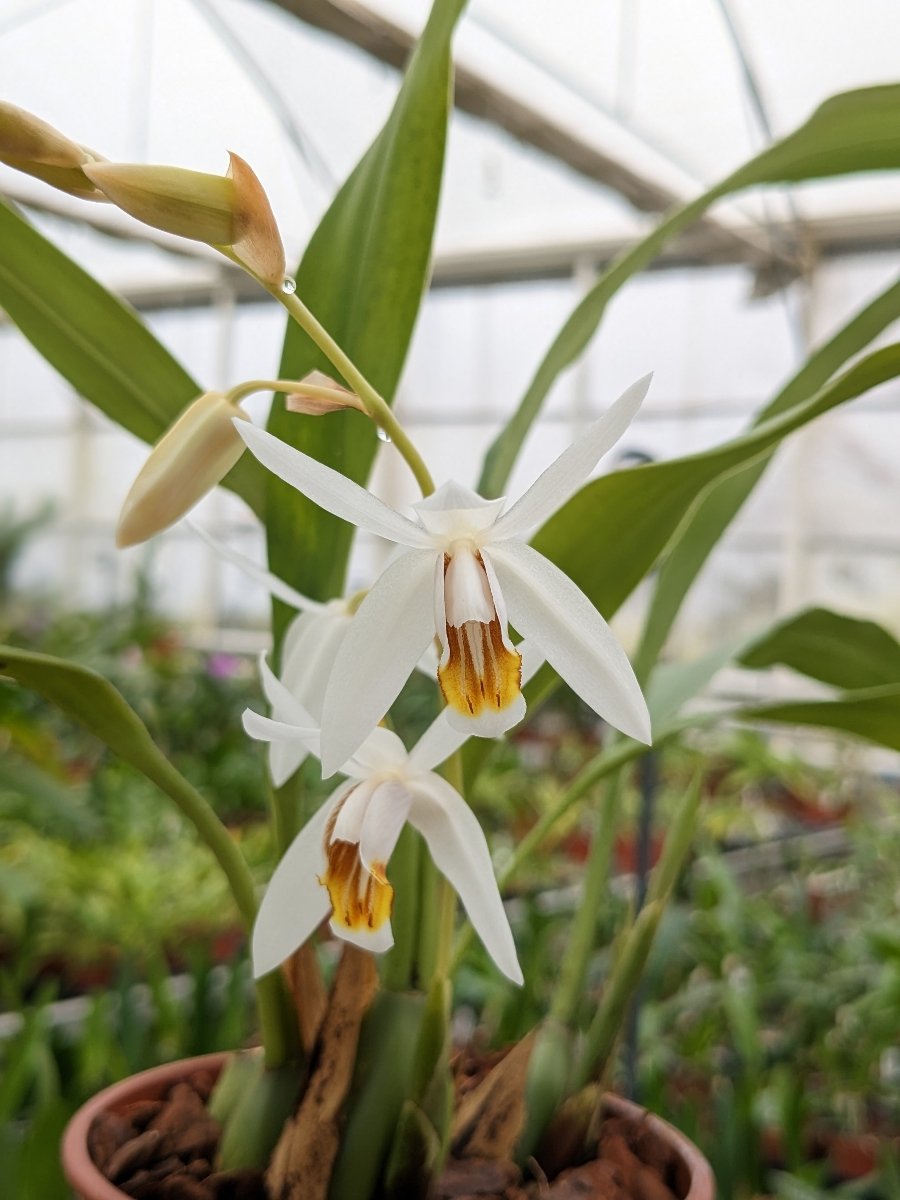 Fleurs de Coelogyne huettneriana, blache au labelle jaune or et marron clair
