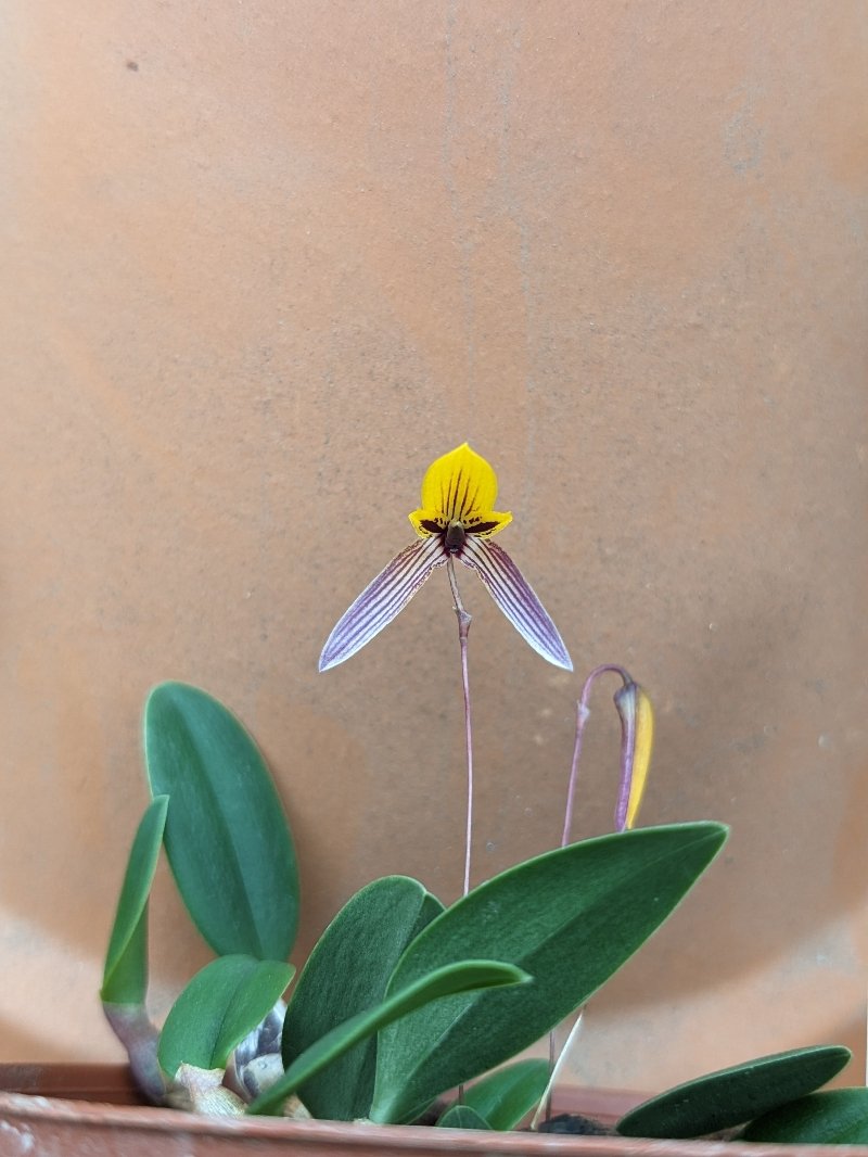 bulbophyllum bolsteri