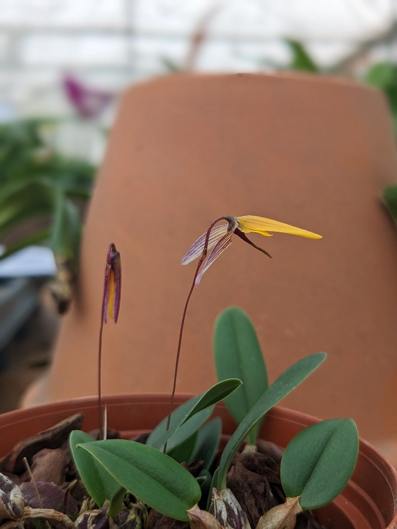 bulbophyllum bolsteri