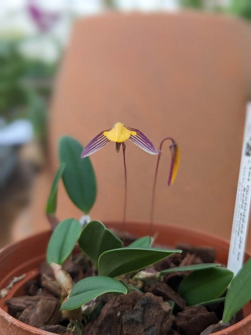 bulbophyllum bolsteri