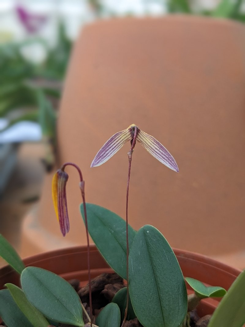 bulbophyllum bolsteri fleur de dos
