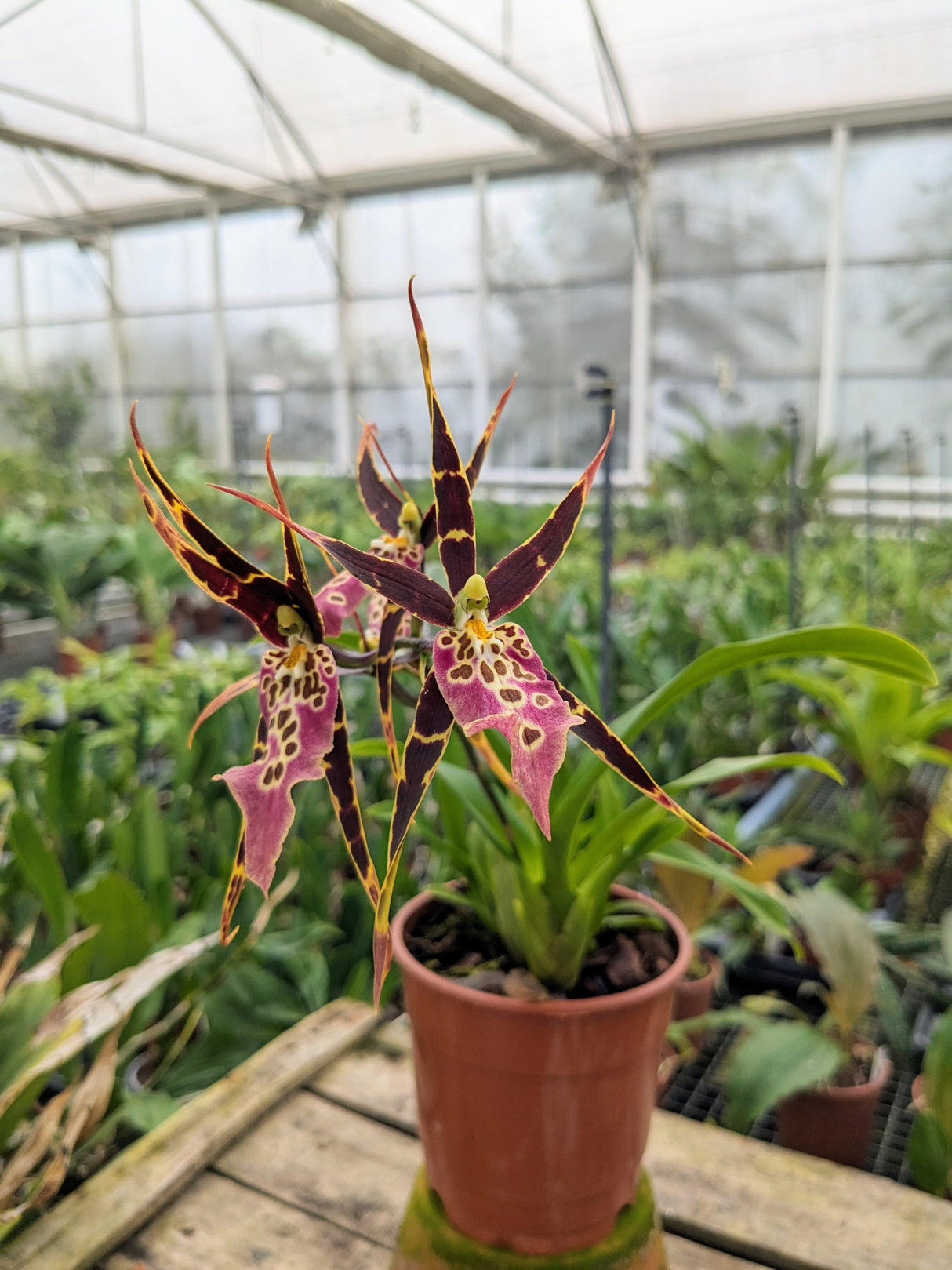 Miltassia Shelob Tolkien en fleur