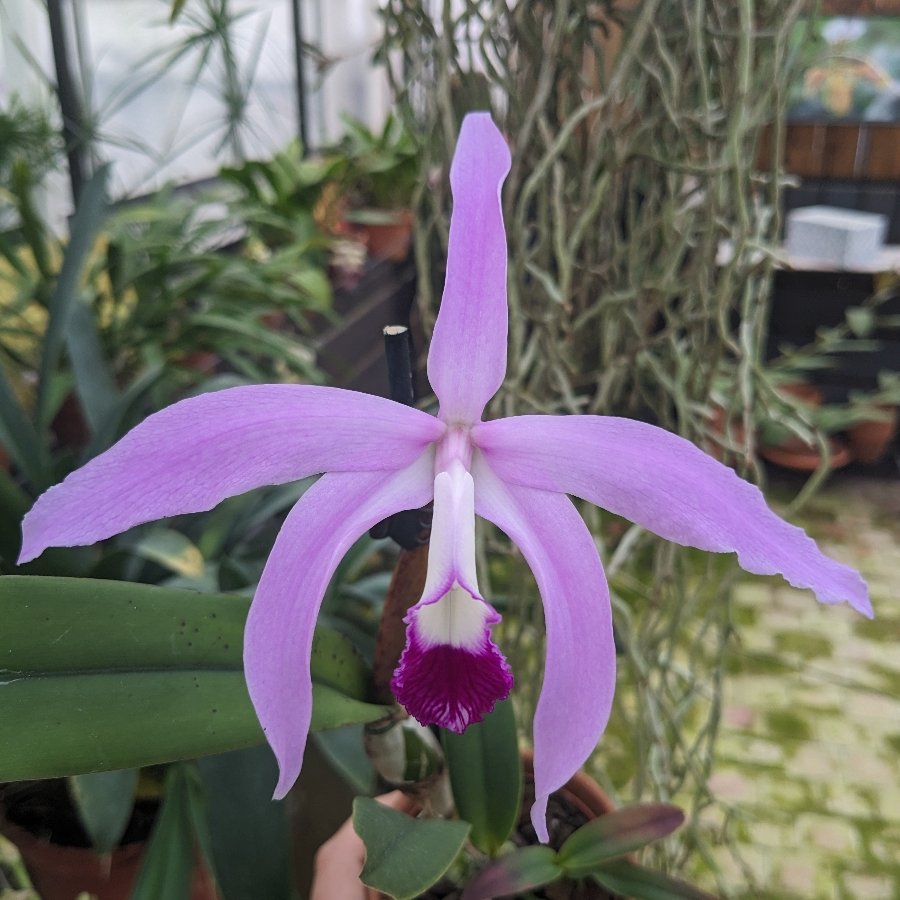 Laelia perrinii
