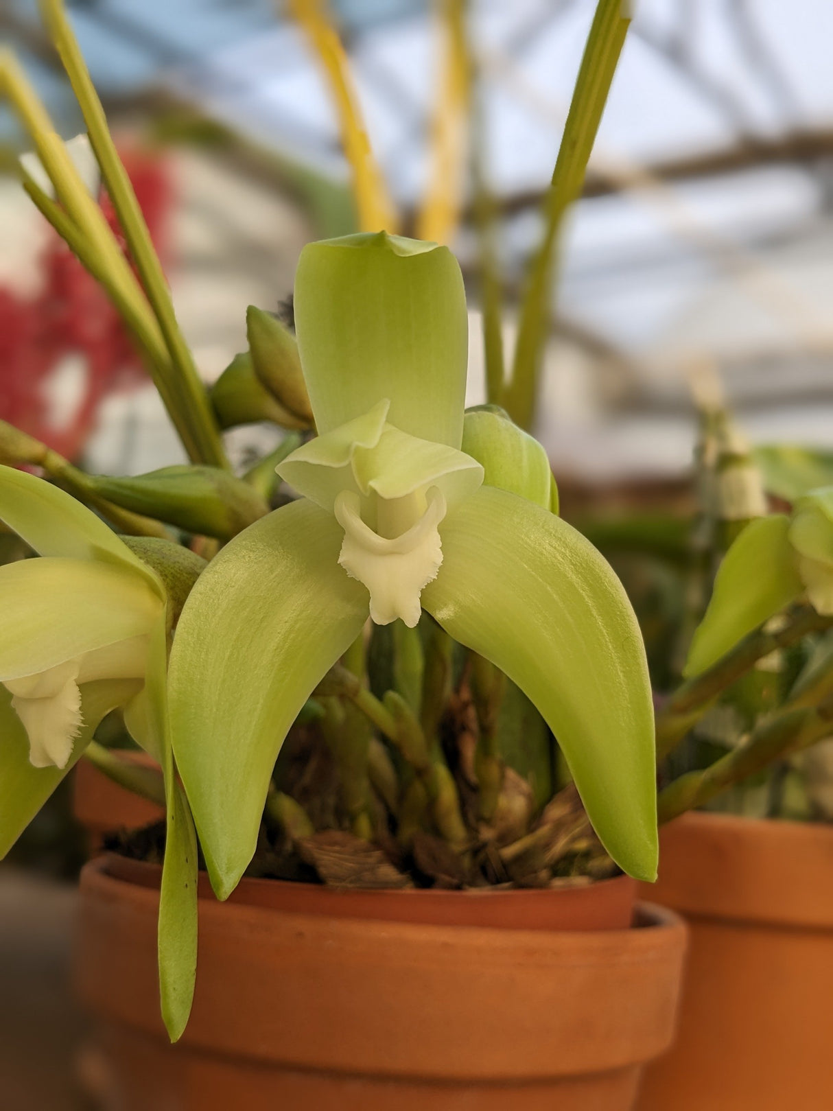 Sudamerlycaste barrowiorum