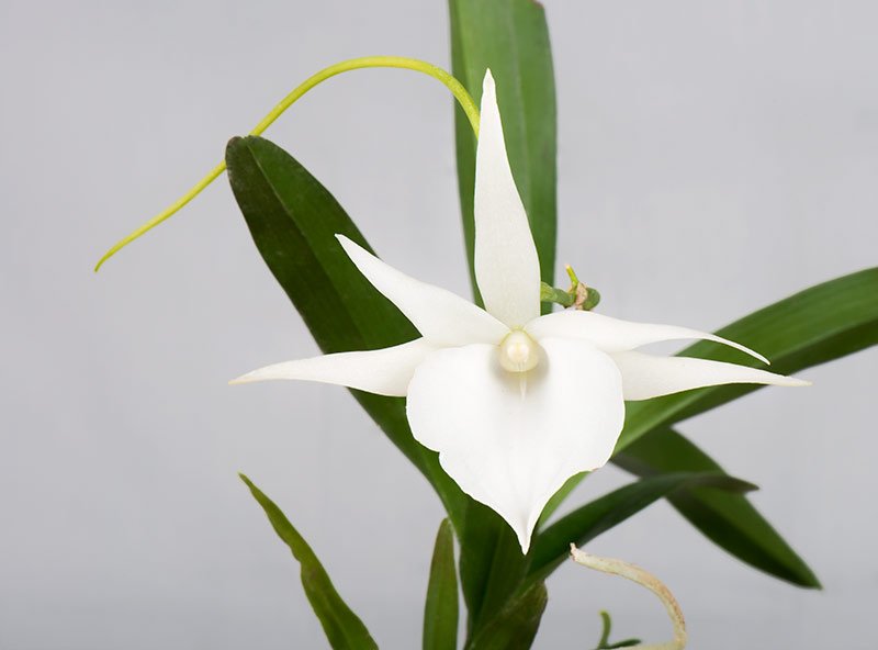 Angraecum sesquipedale