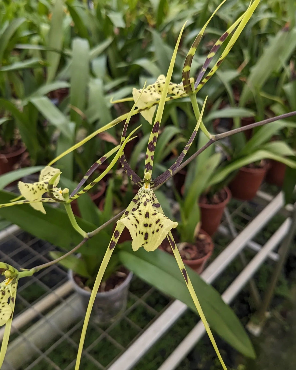 Fleur de Brassia Rex verte ponctuée de brun foncé