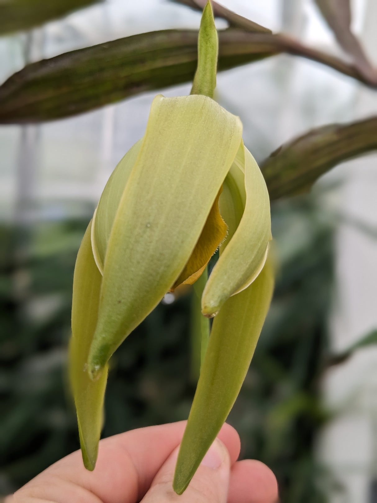 Sudamerlycaste grandis