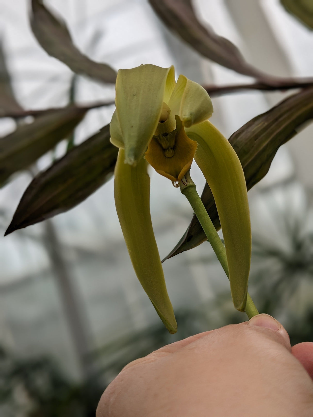 Sudamerlycaste grandis