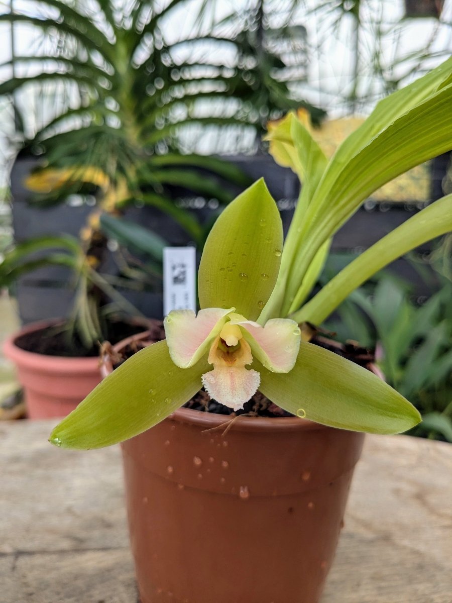 Orchidée Lycaste x niesseniae