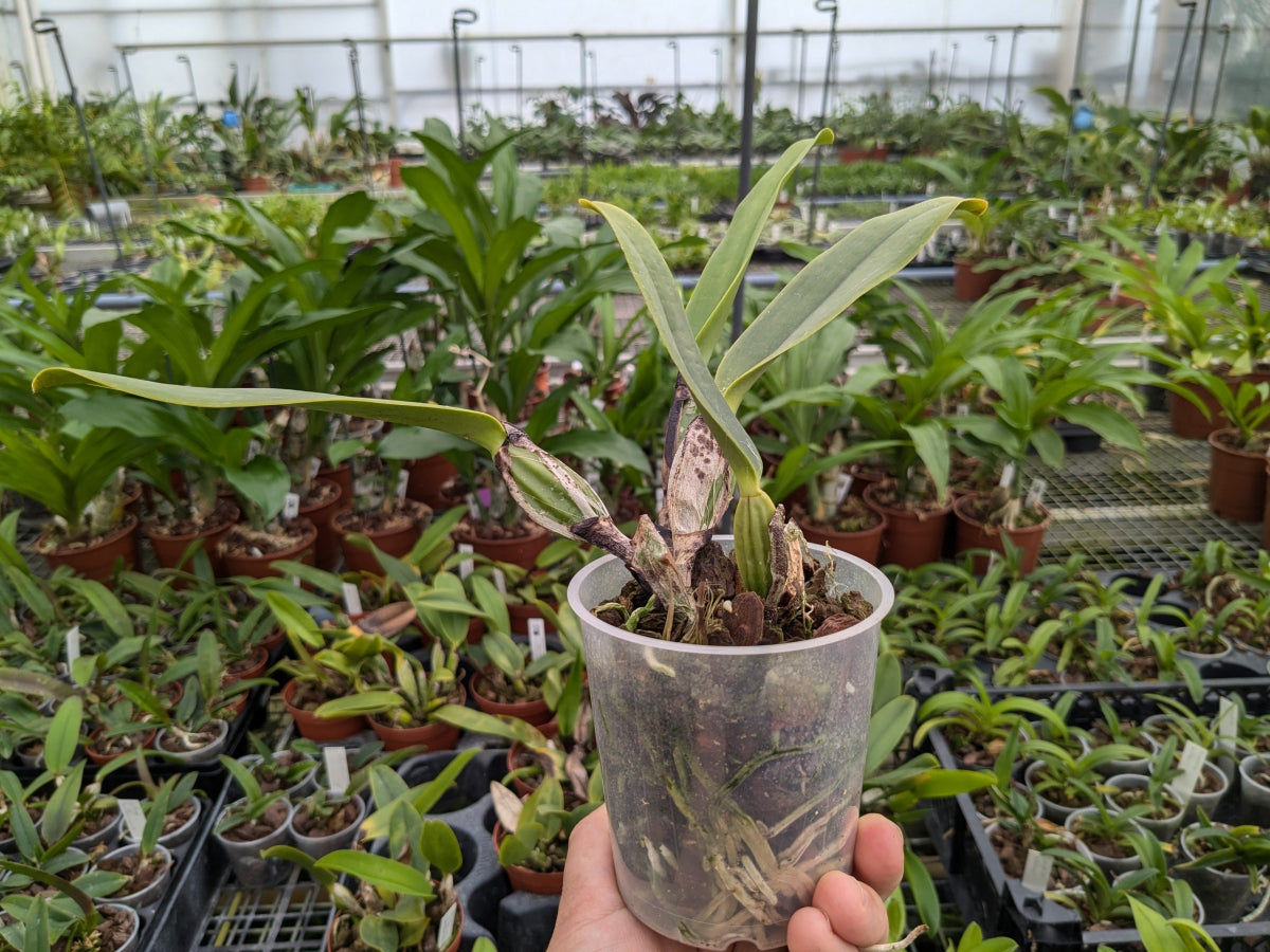 Cattleya labiata var alba