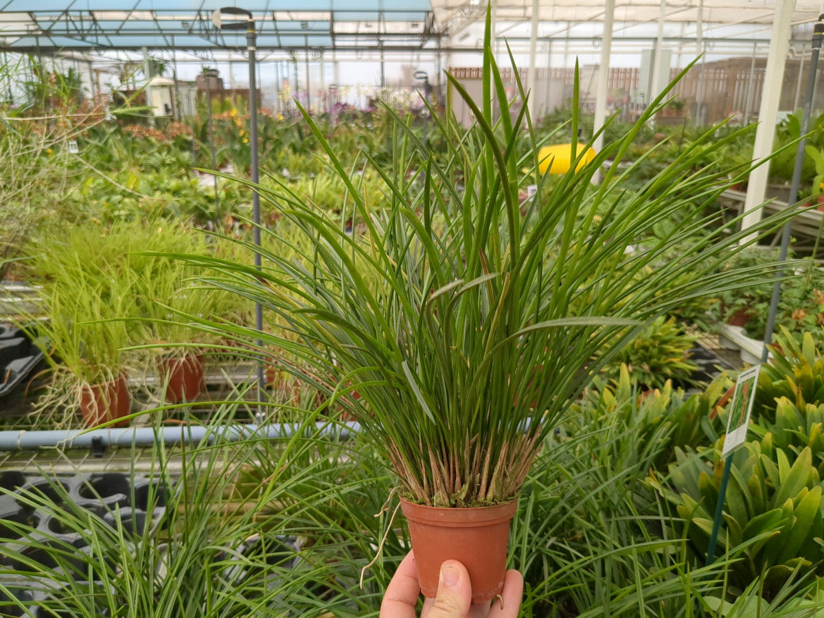 Dendrochilum wenzelii