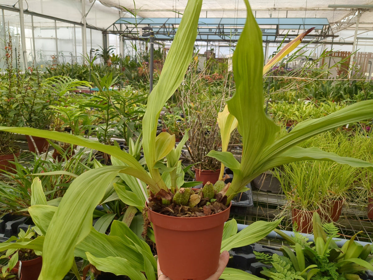 Orchidée Lycaste Yi Ying Sakura