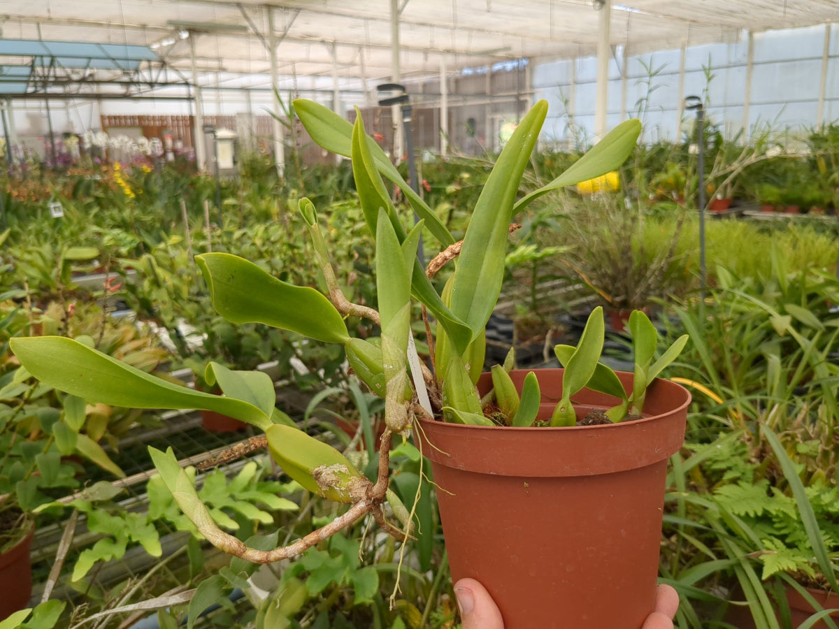 Bulbophyllum scaberulum