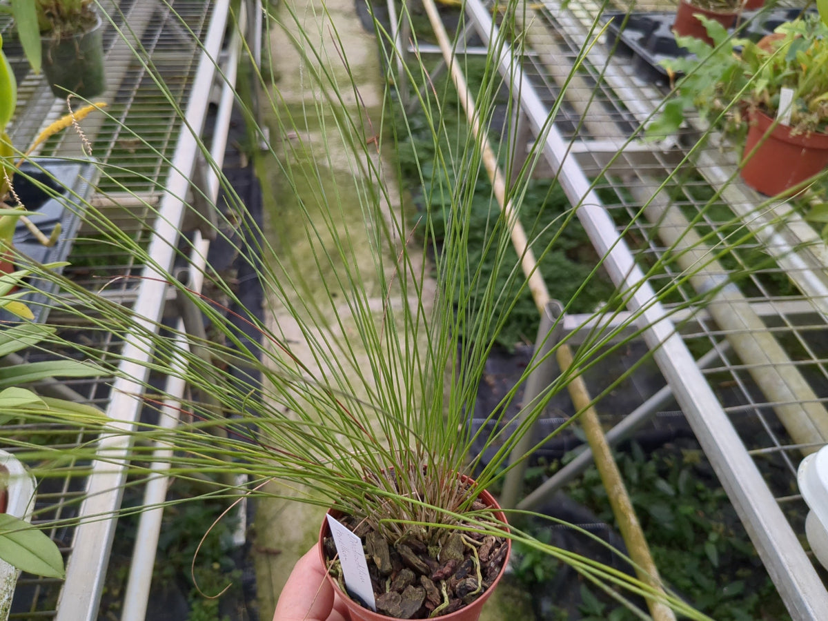 Dendrochilum tenellum