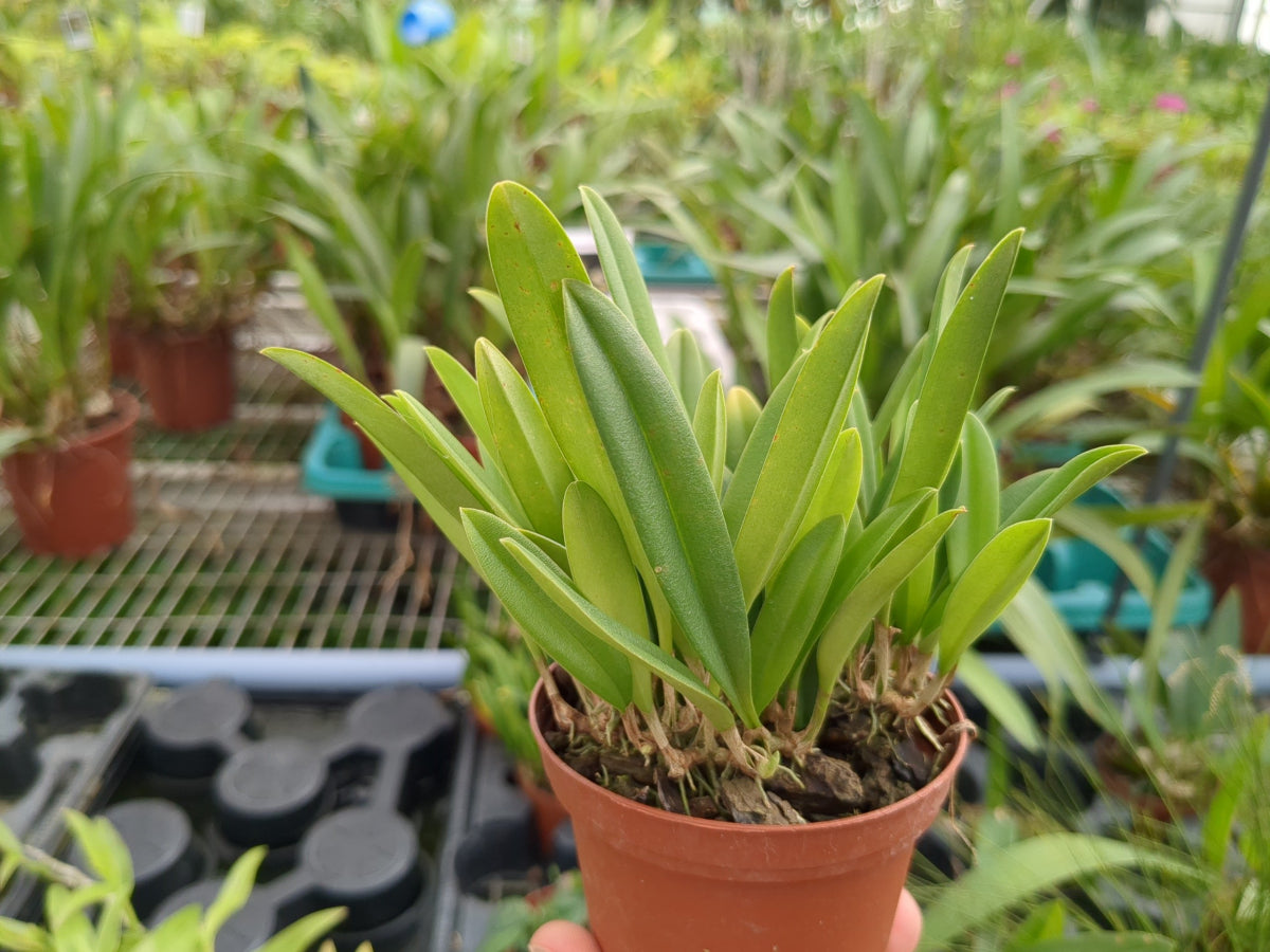 Orchidée Bulbophyllum flavescens