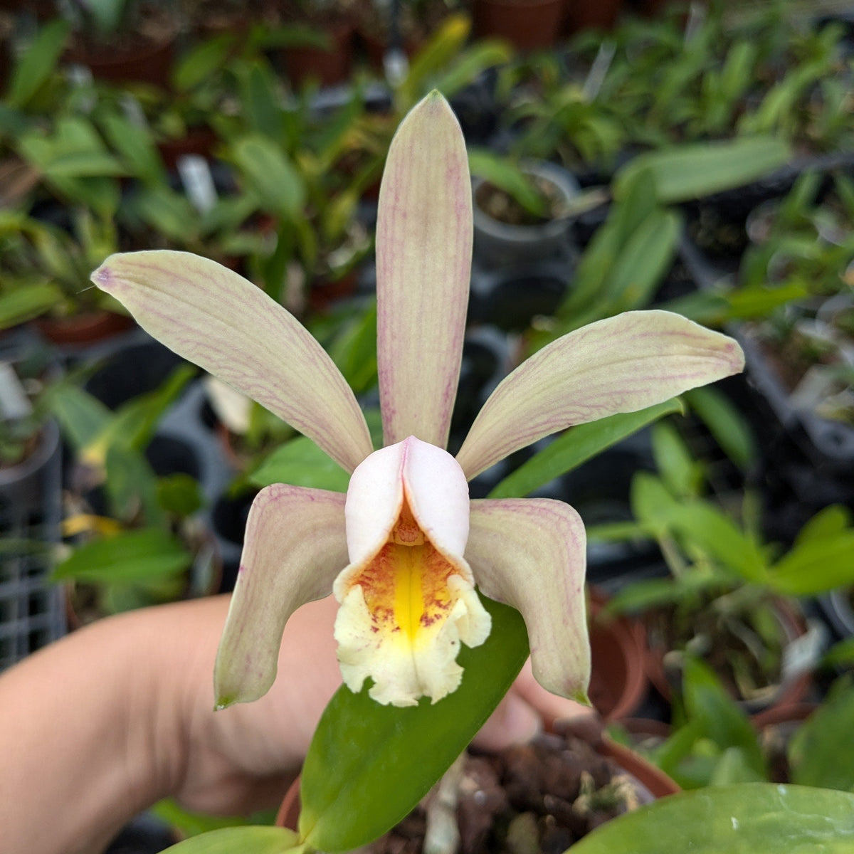 Cattleya forbesii main image 1