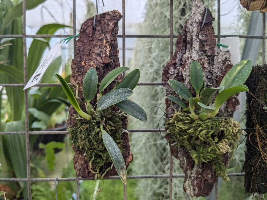 Sophronitis brevipdunculata monté sur plaque non fleuri