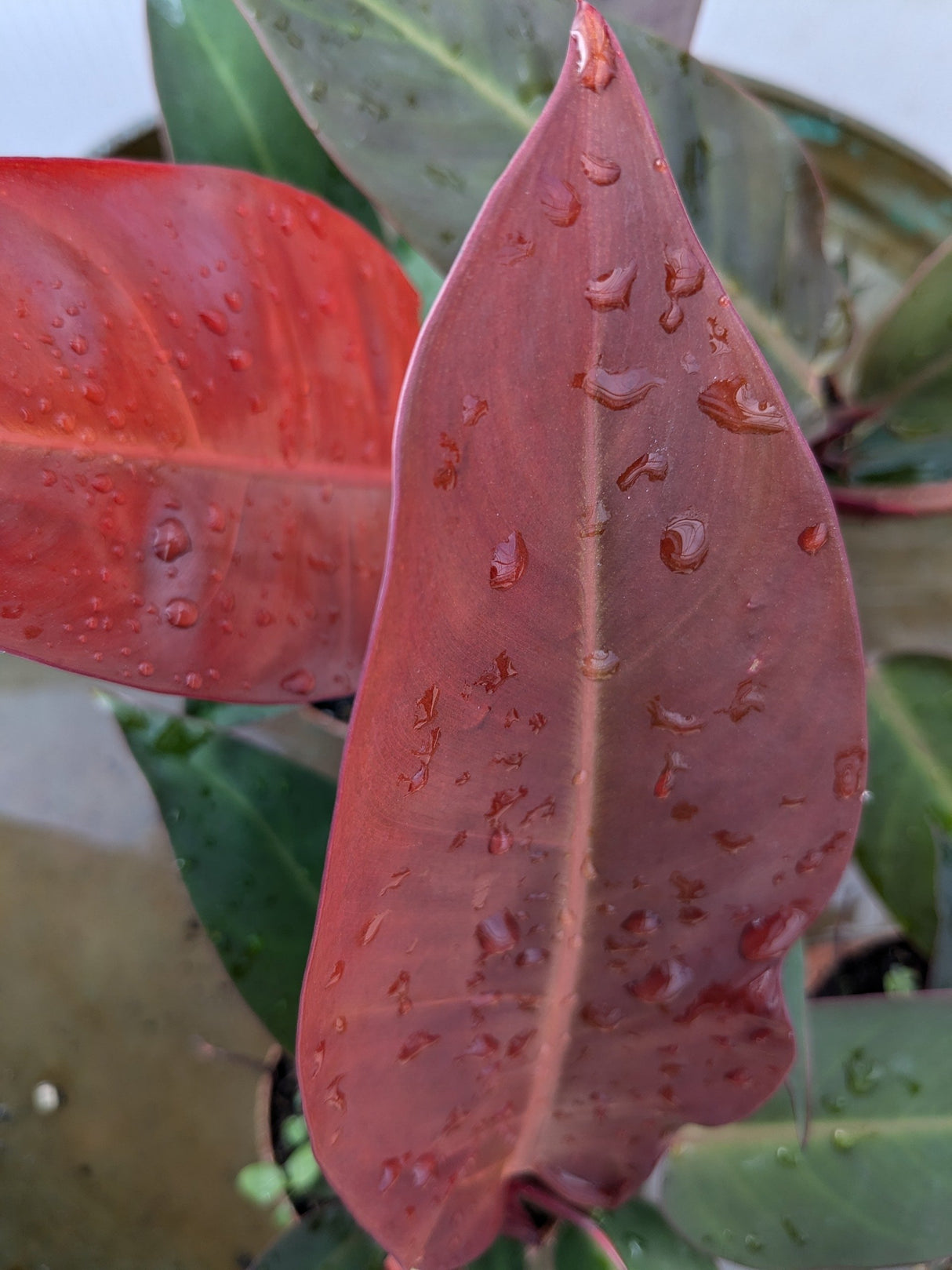 Philodendron Red Sun