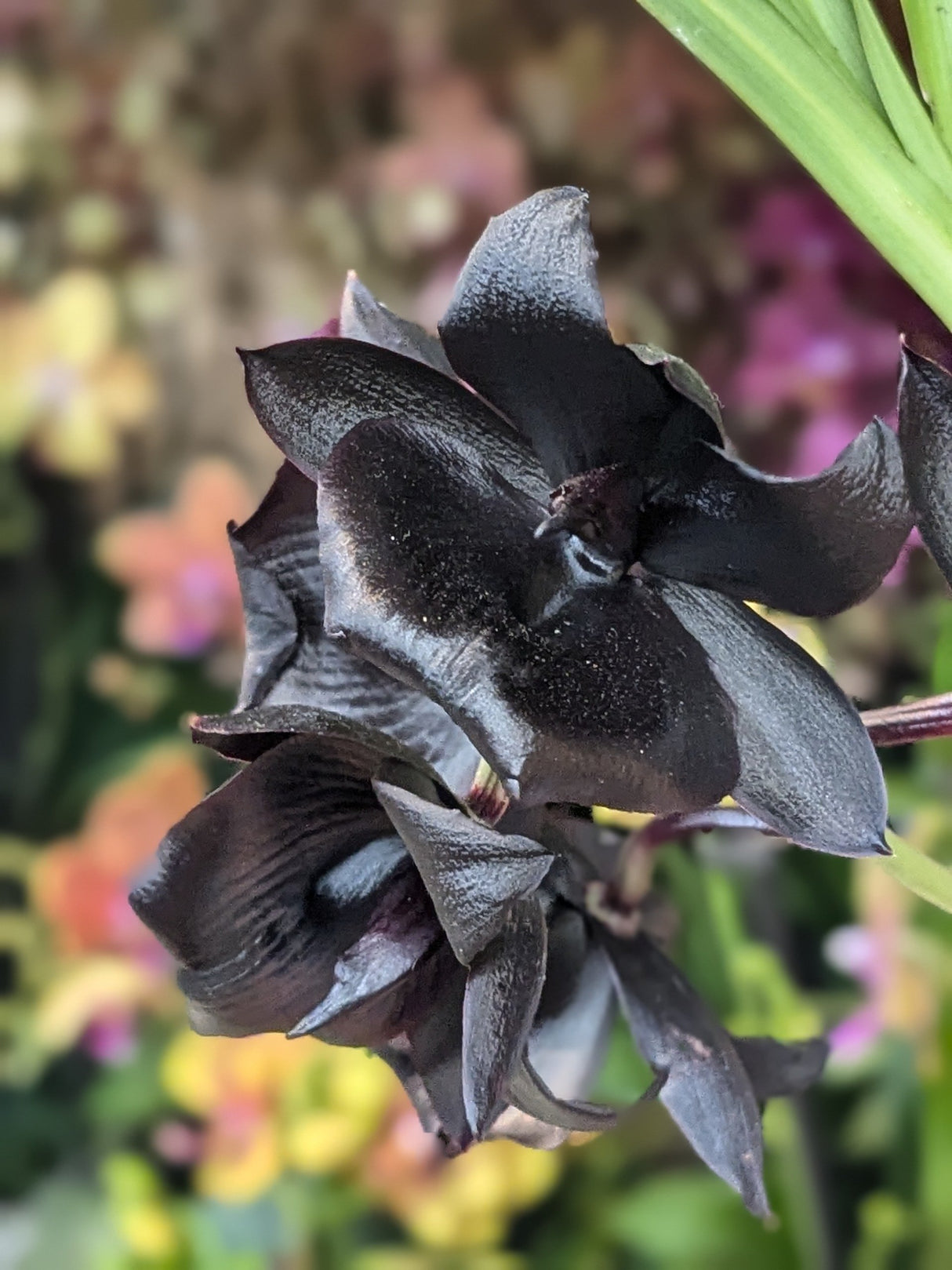 Monnierara Millenium Magic "Witchcraft" FCC/AOS