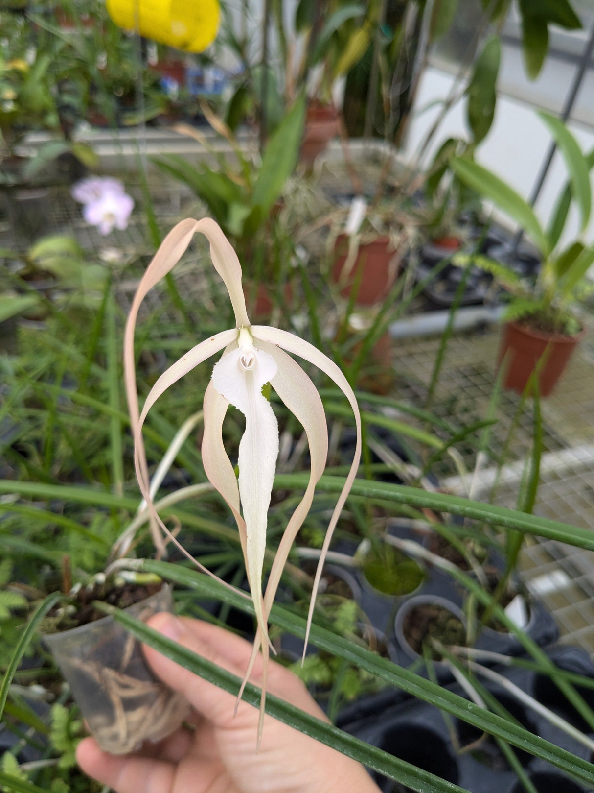 Brassavola Little Yaki