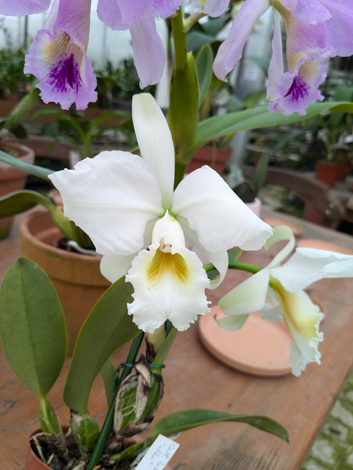 Fleur blanche à coeur jaune - cattleya labiata var alba