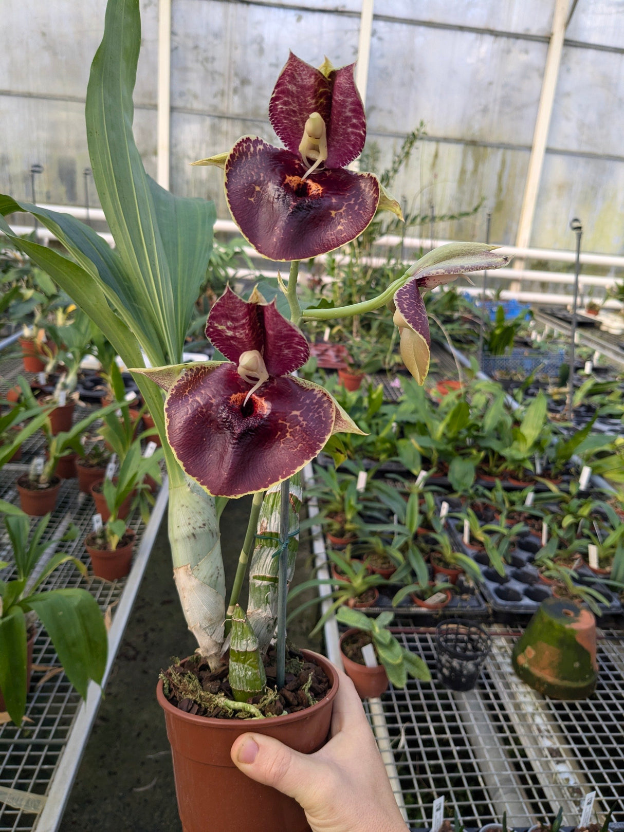 Catasetum Orchidglade