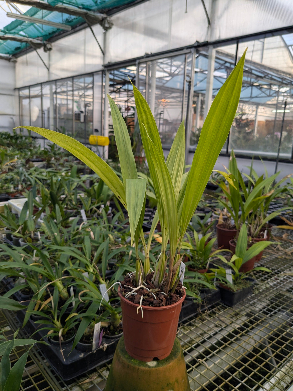 Coryanthes hunteriana