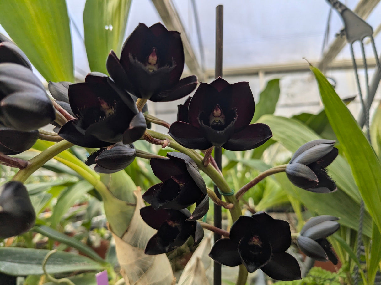 Fredclarkeara After Dark SVO "Black Pearl" (orchidée noire)