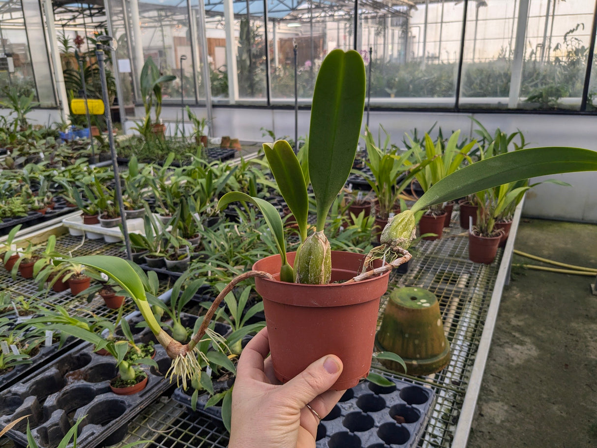 bulbophyllum cupreum