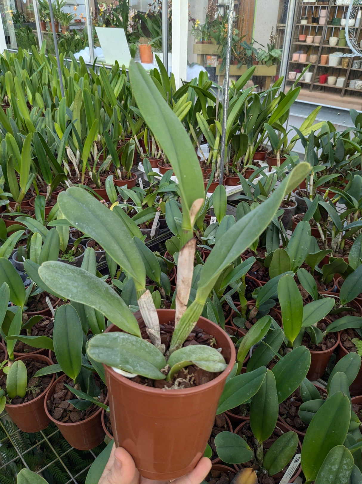 Cattleya Yingluck Smile "Fair Play"