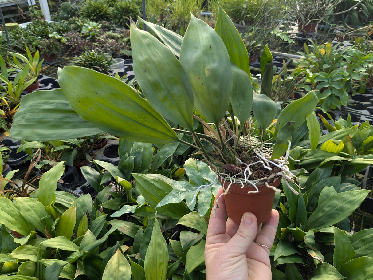 Stanhopea tigrina var. nigroviolacea