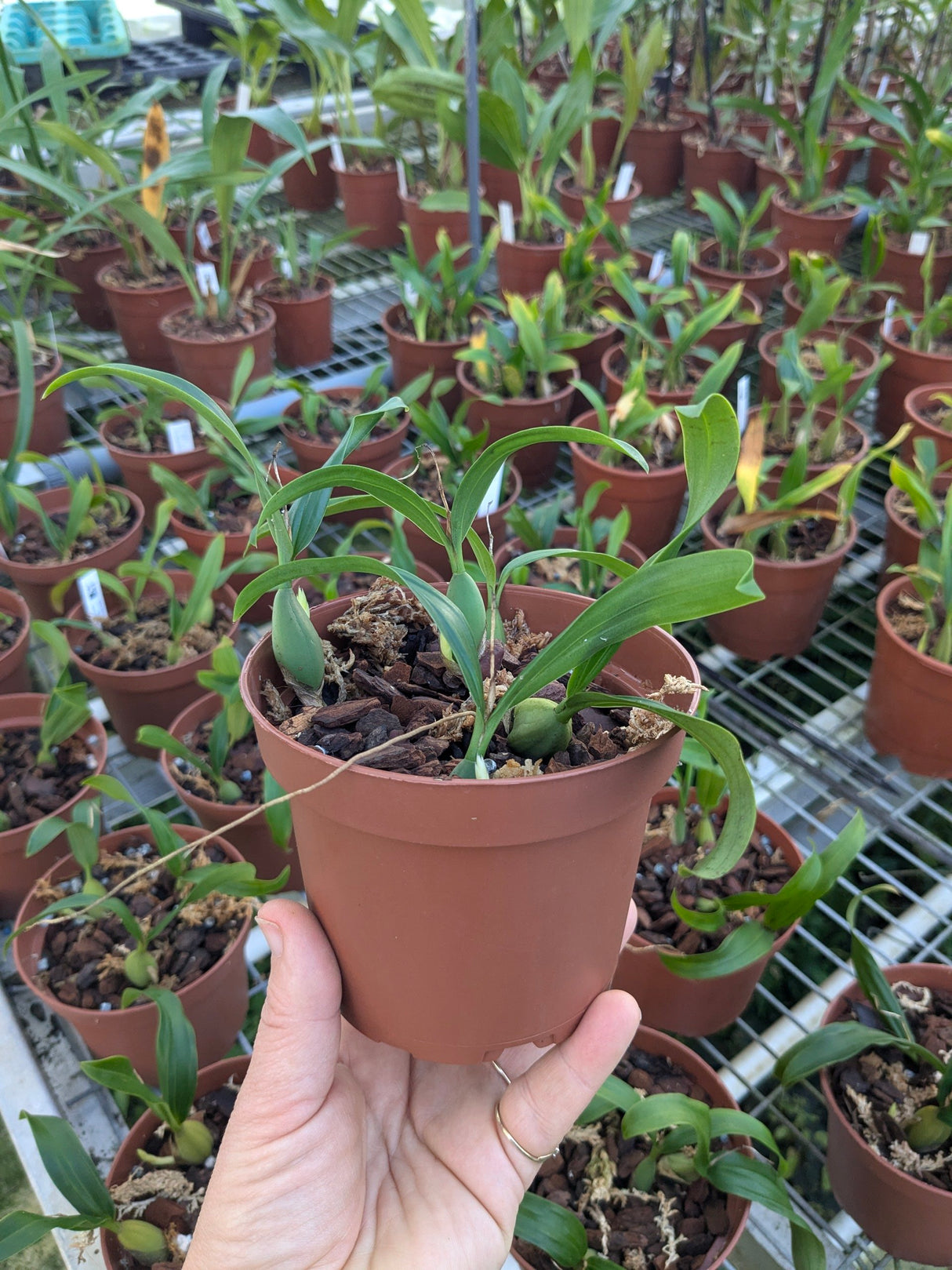 Coelogyne fuliginosa