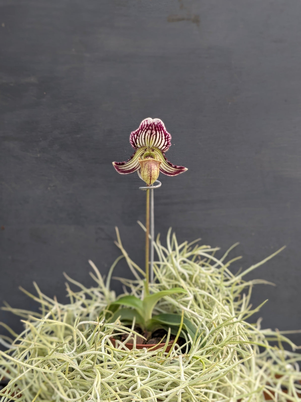Paphiopedilum fairrieanum