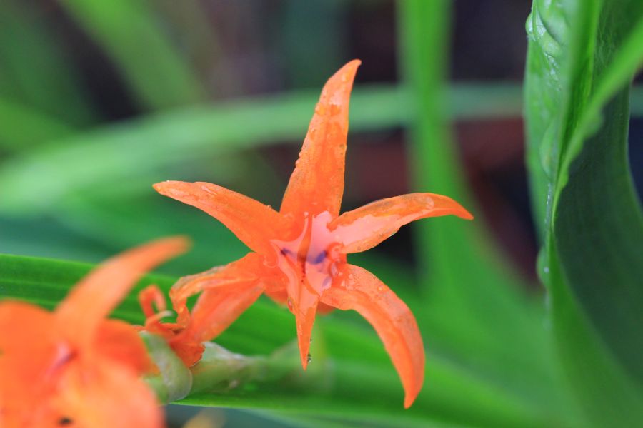 Ada aurantiaca détail fleur