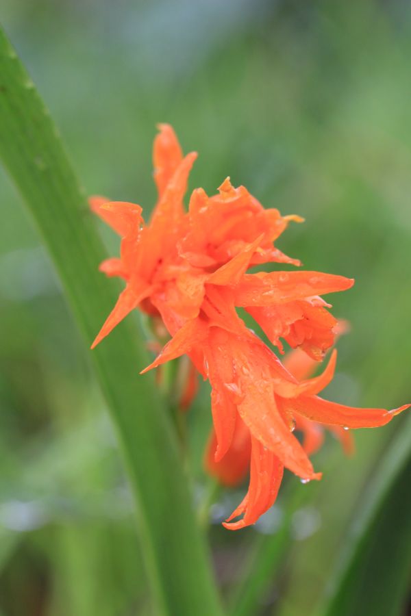 Ada aurantiaca fleurs orange/rouge