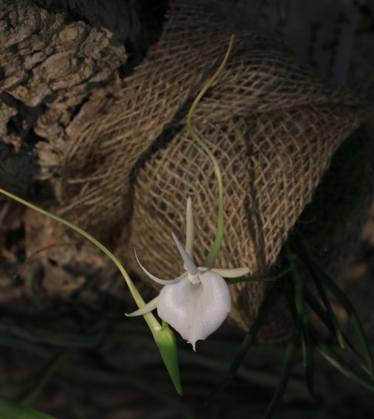 Angraecum scottianum