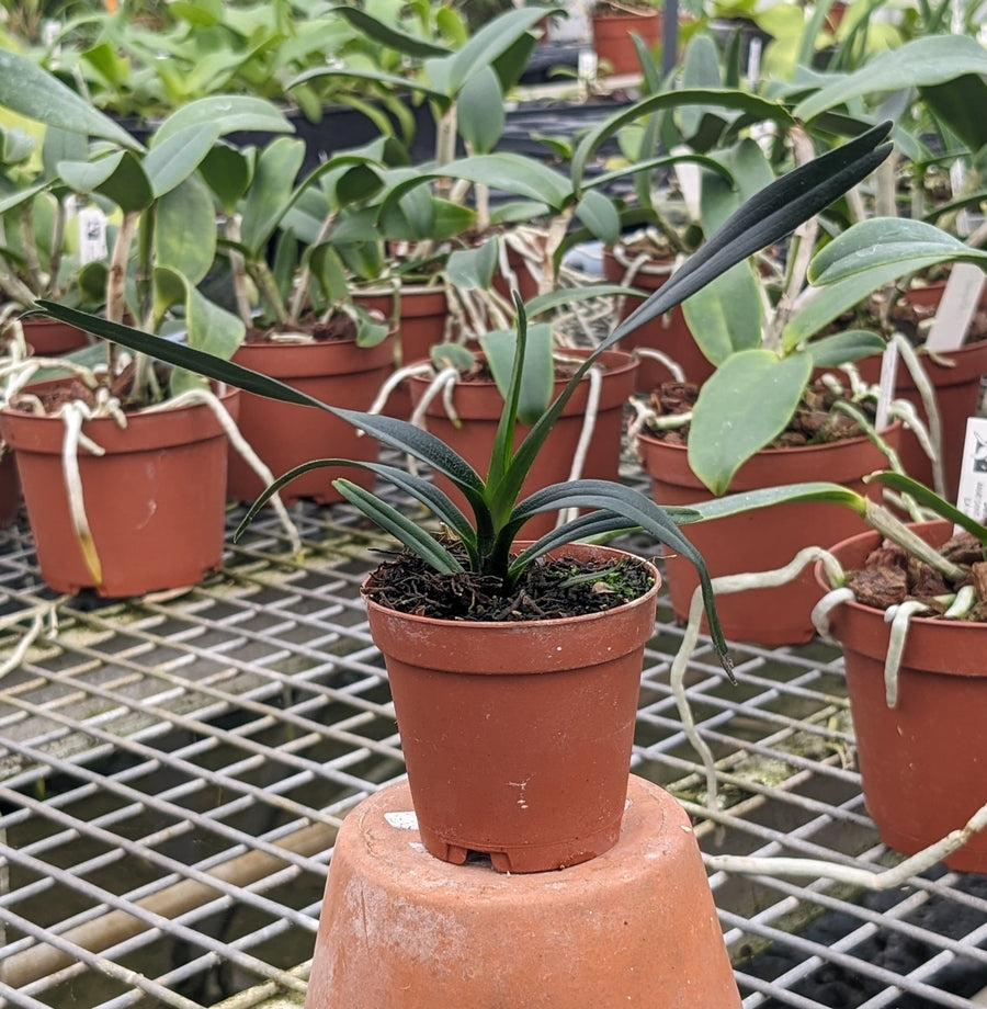 Angraecum viguieri