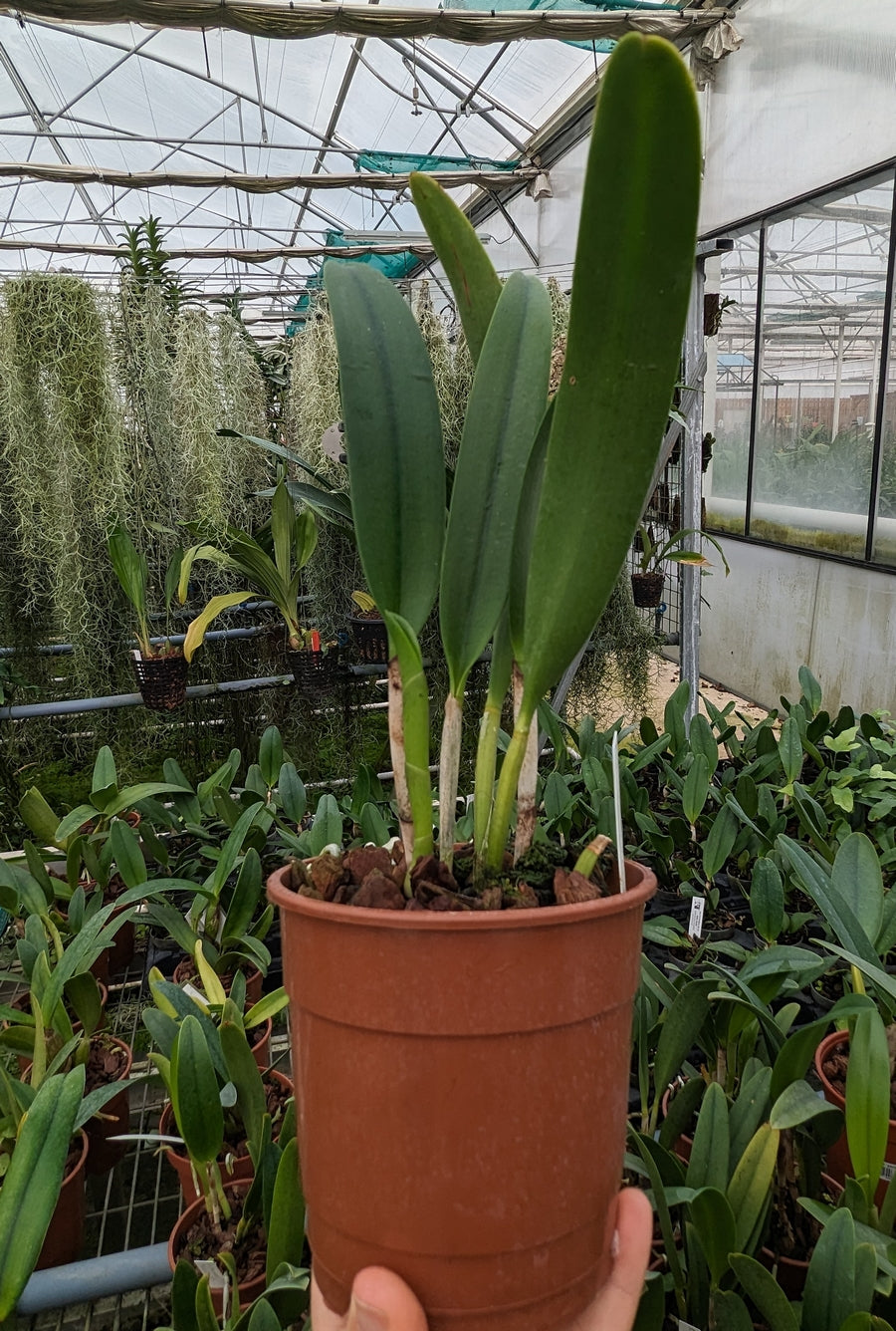 Bc Keowee 'Mendenhall' AM AOS