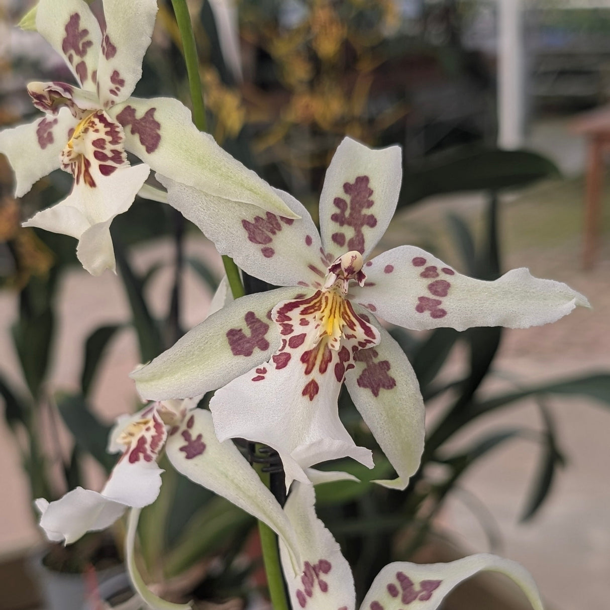 Beallara Winter Dream