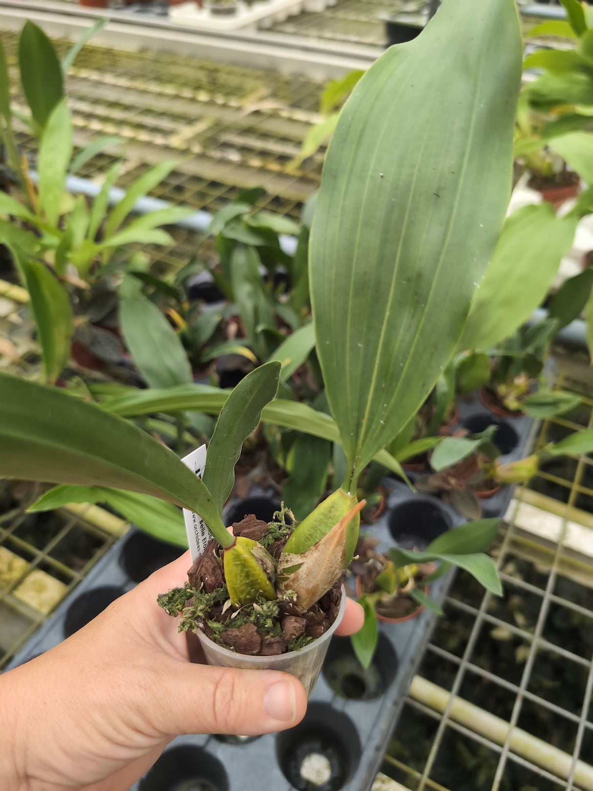 Bifrenaria tyrianthina