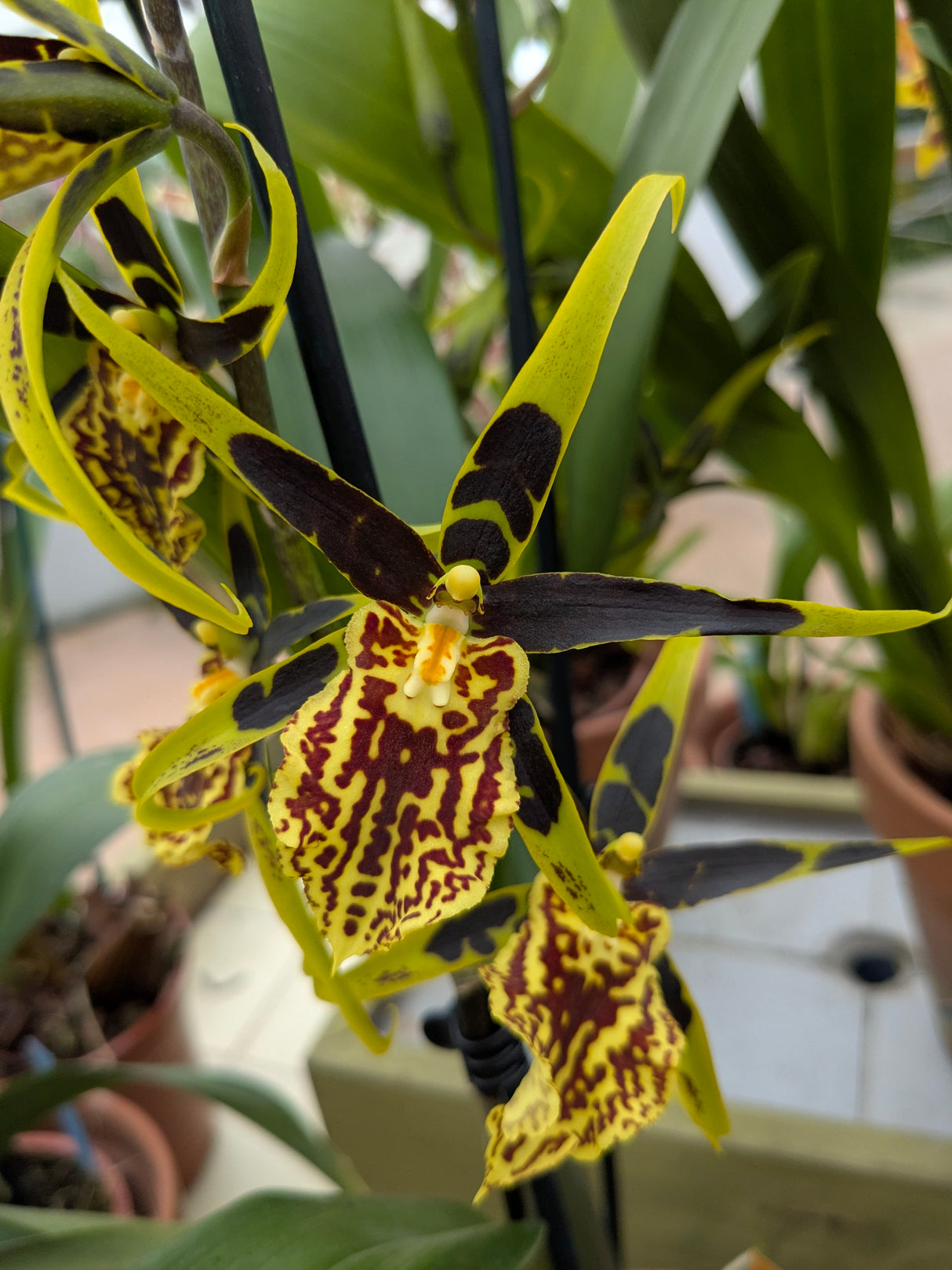 Brascidostele Gilded Tower 'Mystic Maze'