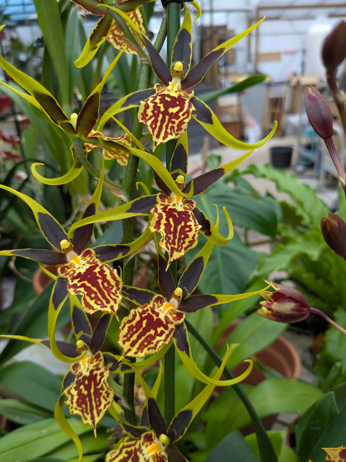 Brascidostele Gilded Tower 'Mystic Maze'