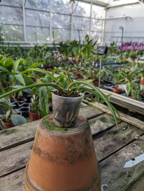 Brassavola flagellaris