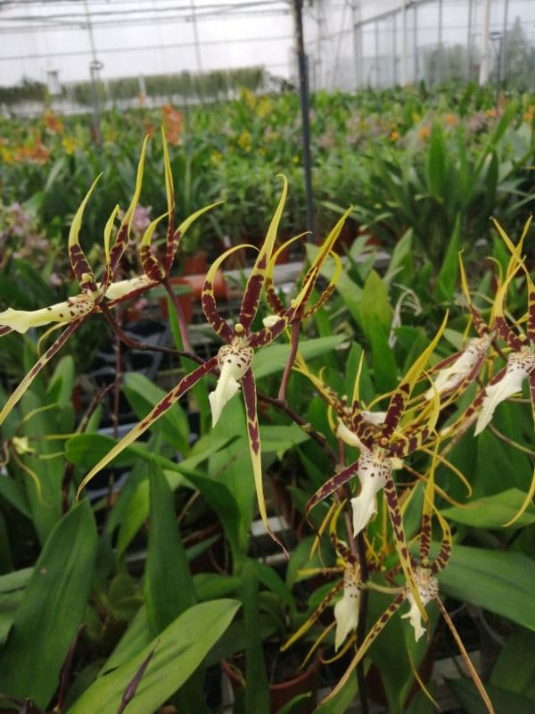 Brassia Toscana
