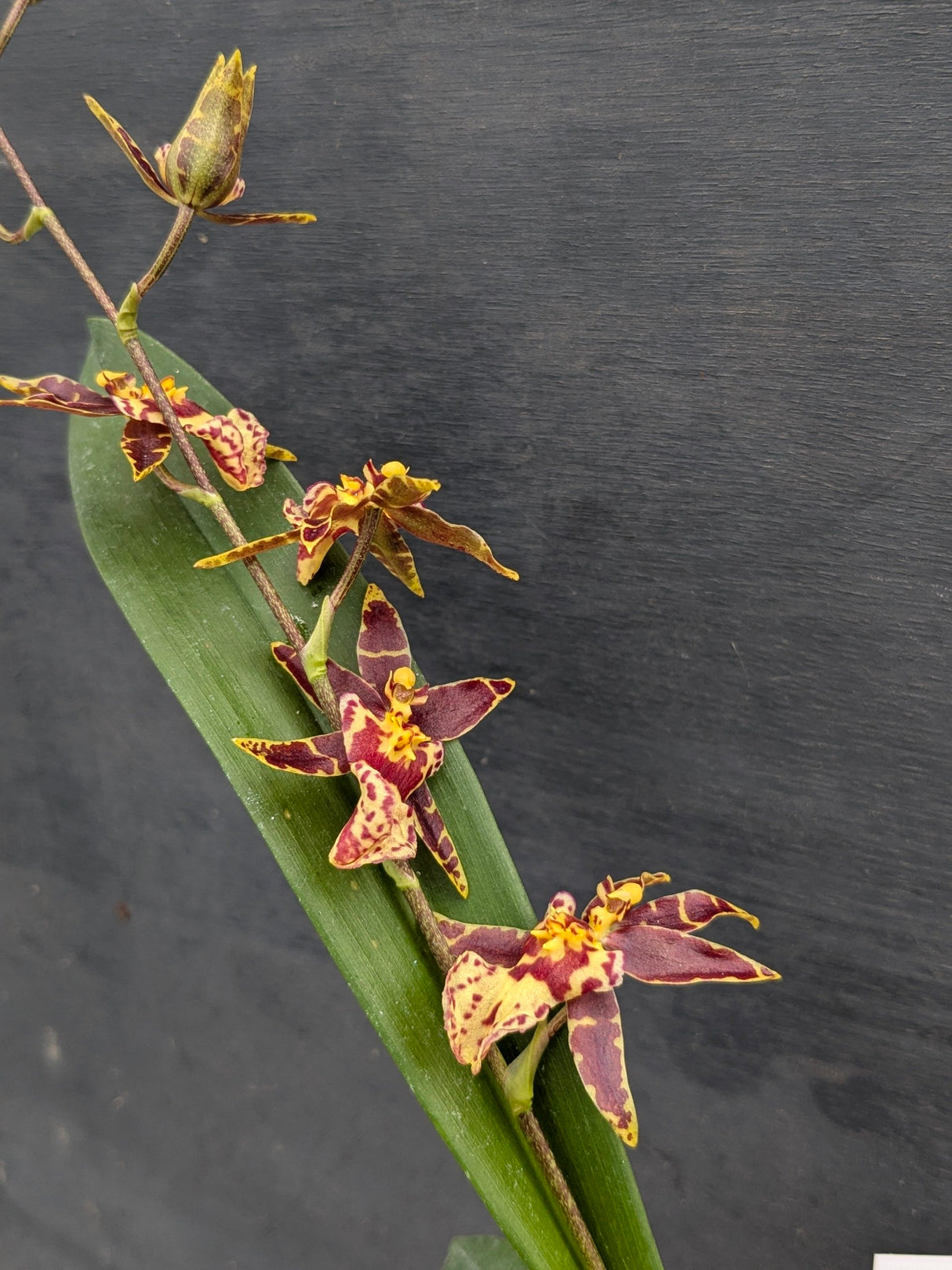 Brassidium Titanium Choco