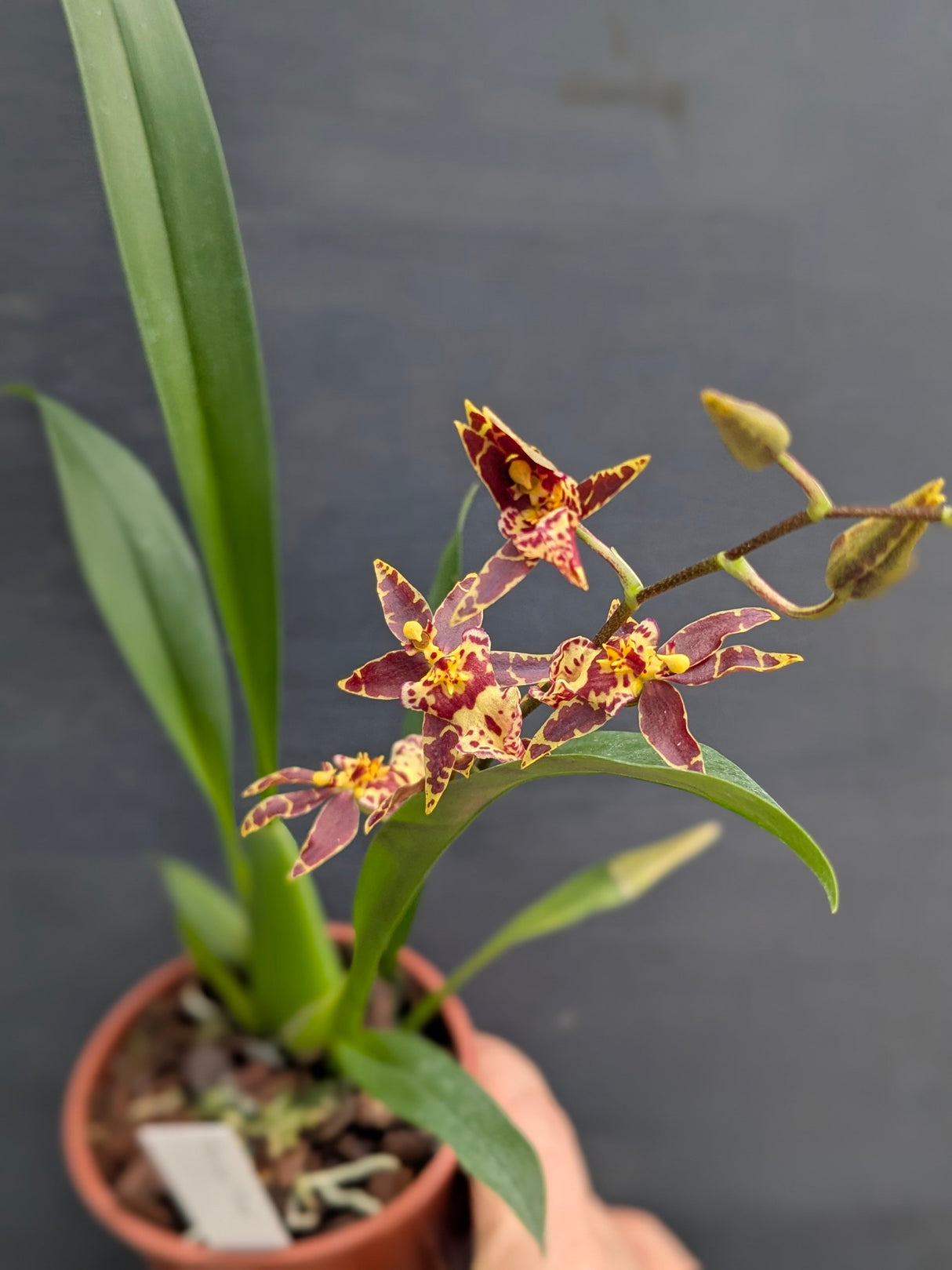 Brassidium Titanium Choco