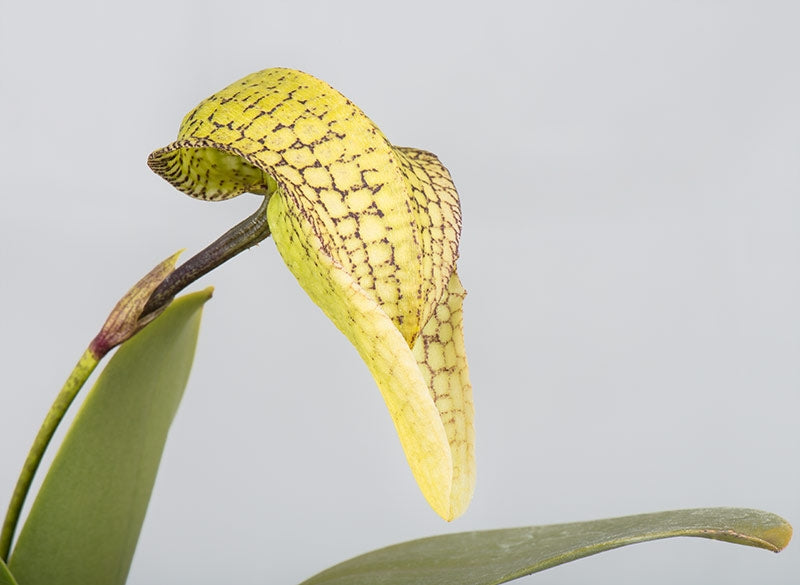 Bulbophyllum arfakianum x bufordiense